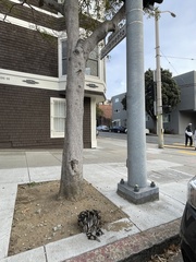 Coprinus calyptratus