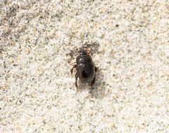 Reichardtia pedatrix