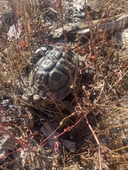 Homopus areolatus