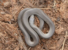 Cryptophis nigrescens