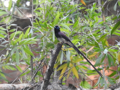 Terpsiphone atrocaudata