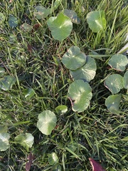Hydrocotyle verticillata