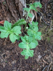 Macrachaenium gracile gracile