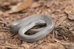 Cryptophis nigrescens