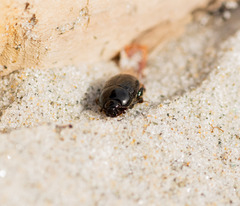 Reichardtia pedatrix