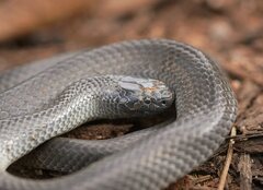 Cryptophis nigrescens