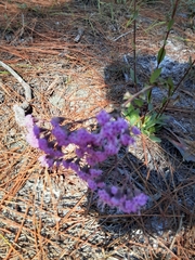 Carphephorus odoratissimus
