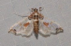 Neoleucinodes elegantalis