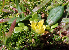 Ranunculus acaulis