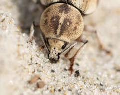 Cecyropa modesta