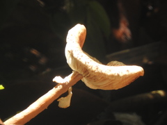 Lepiota castaneidisca