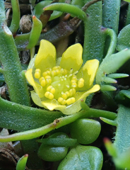 Ranunculus acaulis