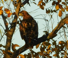 Buteo jamaicensis