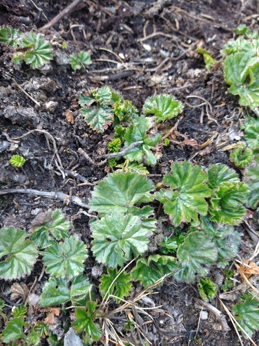 Gunnera magellanica (Gunnera magellanica)