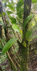 Niphidium crassifolium