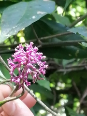 Miconia xalapensis
