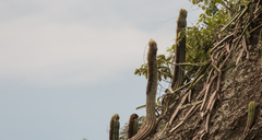 Coleocephalocereus fluminensis
