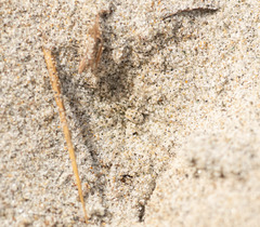 Anoteropsis litoralis