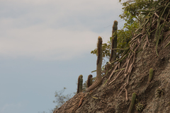 Coleocephalocereus fluminensis