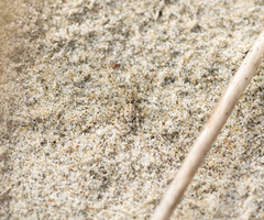 Anoteropsis litoralis