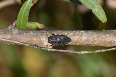 Chrysobothris