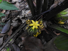 Curculigo breviscapa