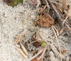 Anoteropsis litoralis