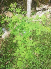 Robinia pseudoacacia