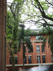 Trachelospermum jasminoides