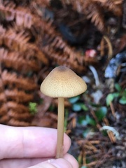 Entoloma formosum
