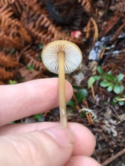 Entoloma formosum