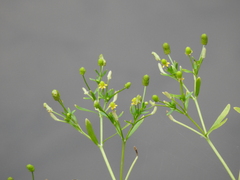 Ranunculus sceleratus