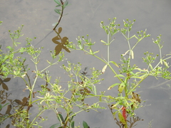 Ranunculus sceleratus