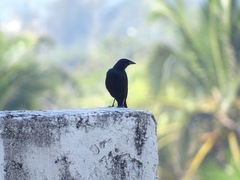 Icteridae