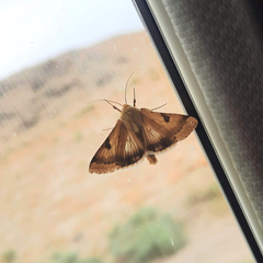 Heliothis