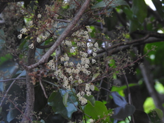 Sterculia monosperma