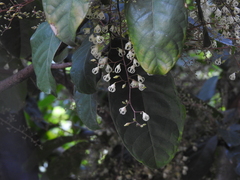 Sterculia monosperma