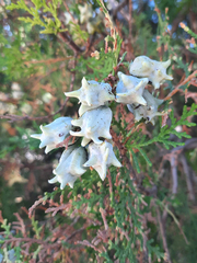 Platycladus orientalis