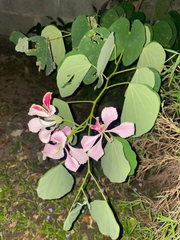 Bauhinia monandra