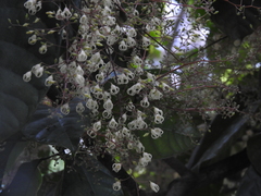 Sterculia monosperma