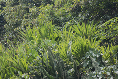 Asparagales
