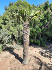 Coryphoideae