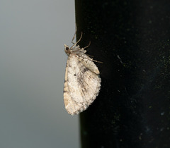 Asaphodes