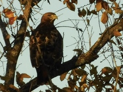Buteo jamaicensis