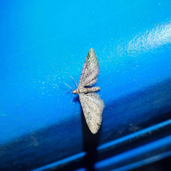 Eupithecia