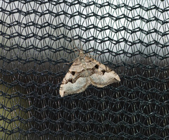 Xanthorhoe semifissata