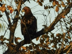 Buteo jamaicensis