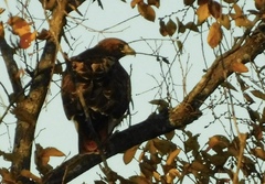 Buteo jamaicensis