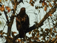 Buteo jamaicensis