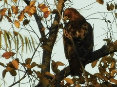 Buteo jamaicensis